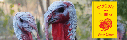 turkeys next to the book consider the turkey