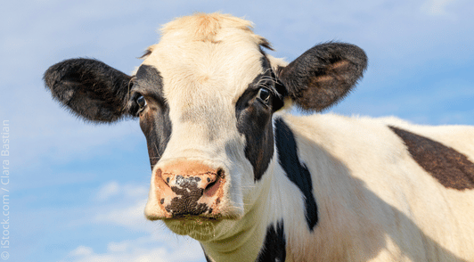 cow under a blue sky