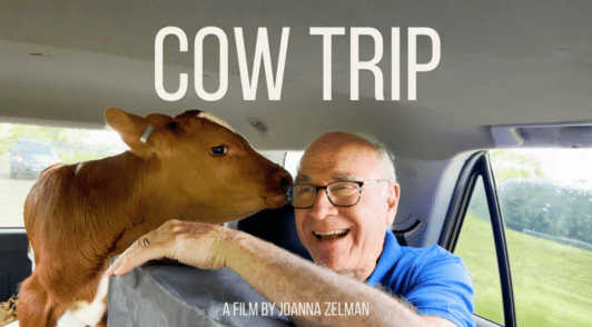 calf in back of a car with a man and the words cow trip