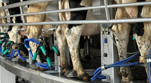 cows being milked at dairy farm