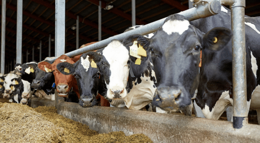 cows on a dairy farm