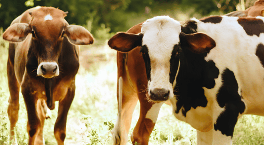 cows in field