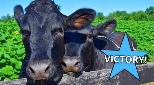 two cows outside with the word victory
