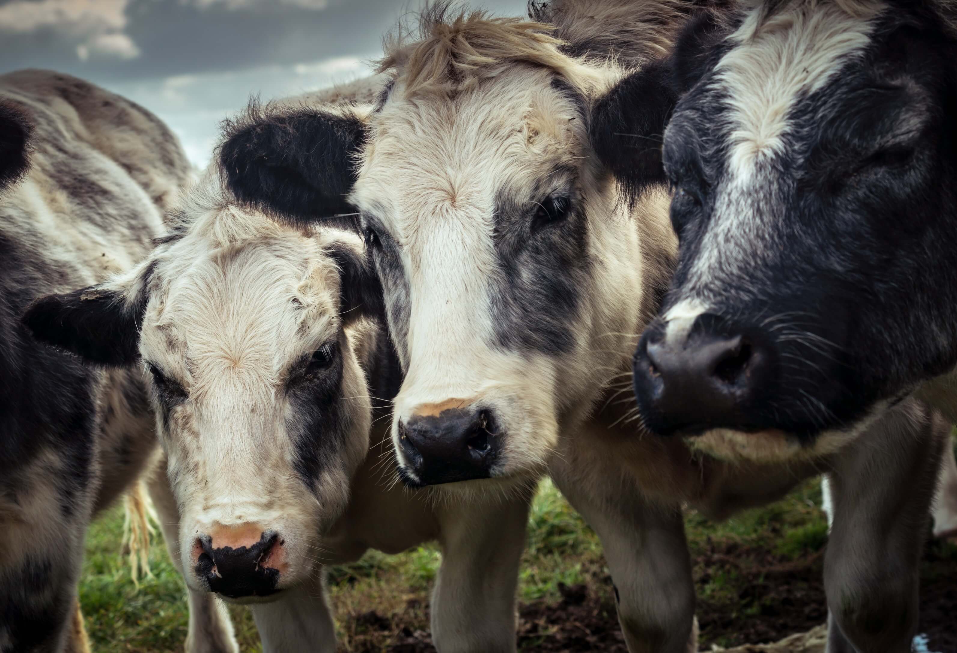 veg cute cow huddle nc pexels cmp ftc Ask Oatly to Join PETA in Urging Starbucks to Drop Its Unfair Vegan Milk Upcharge