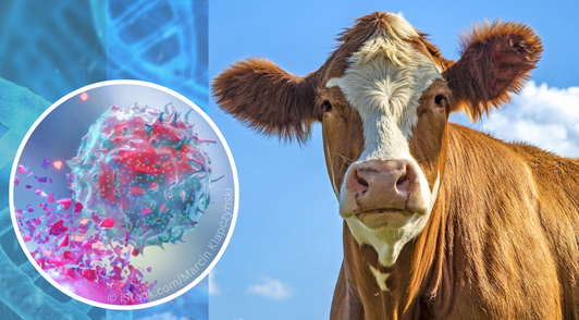 cow next to image of cancer cell