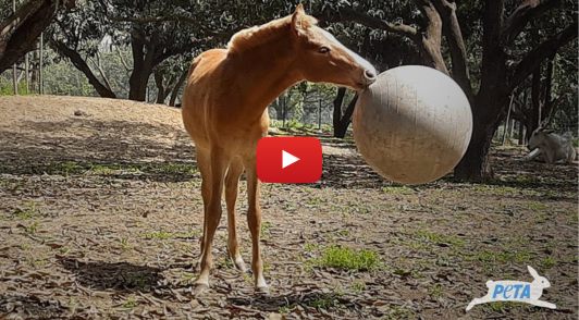 Messi the foal playing with a ball