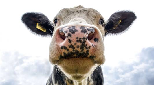 veg dairy cow close up face nc pexels cmp ftc Ask Oatly to Join PETA in Urging Starbucks to Drop Its Unfair Vegan Milk Upcharge