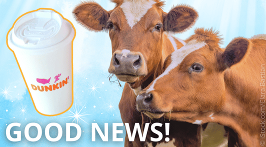 two cows next to a graphic of a coffee cup with the words good news