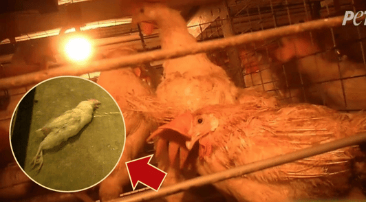 chickens on farm