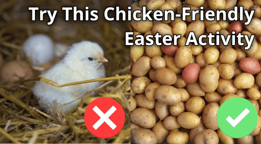 chick next to eggs next to an image of potatoes with the words try this chicken friendly Easter activity