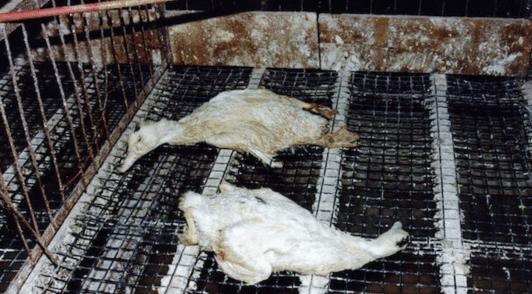 dead birds in cage from foie gras investigation