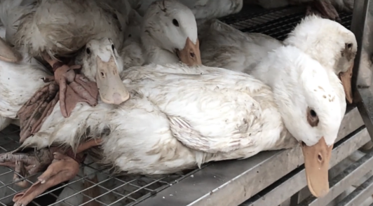ducks exploited for down