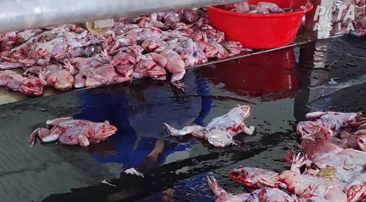 frogs skinned alive in piles