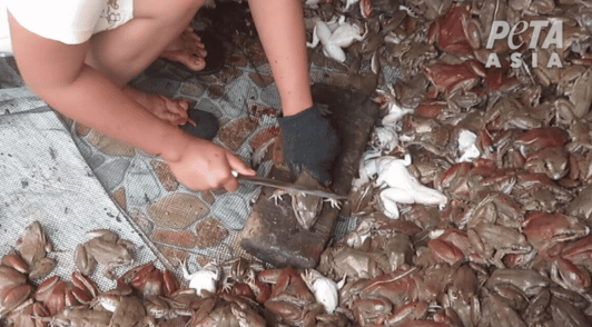 frog about to be killed with a knife