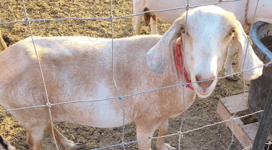 goat at dairy farm