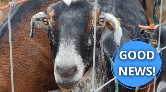 goat with the words good news