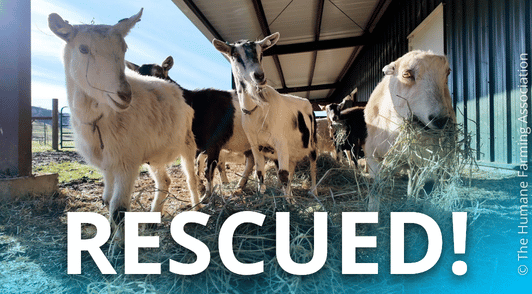 goats eating with the word rescued
