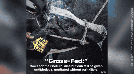 cow with rope tied around head