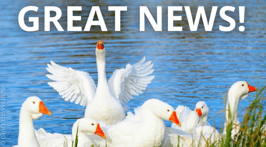 geese near the water spreading their wings with the words great news
