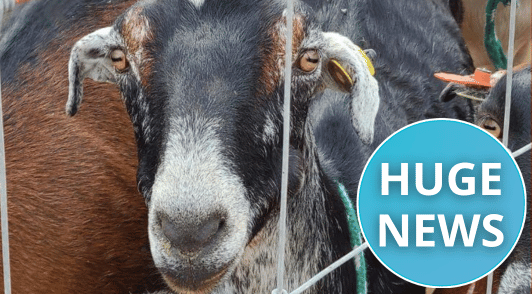 goat from farm with the words huge news