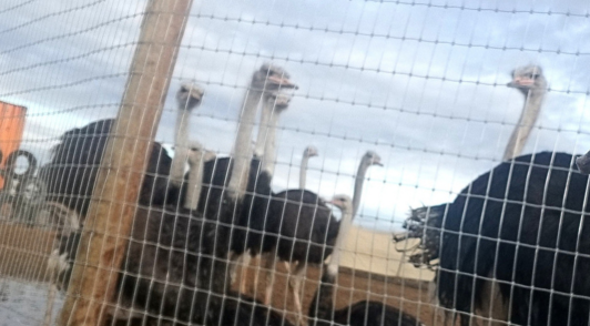 ostriches on farm