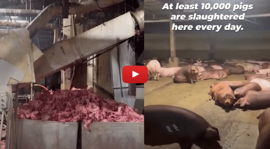 photos of pigs and pig parts in slaughterhouse