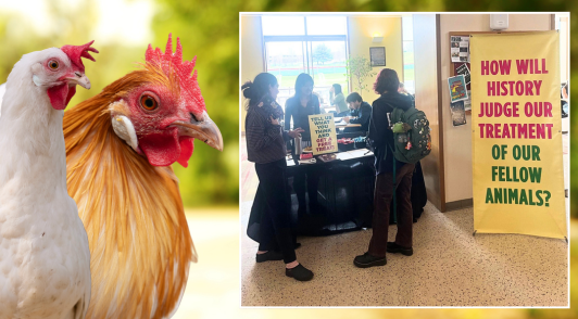 chickens next to image of students tabling on campus