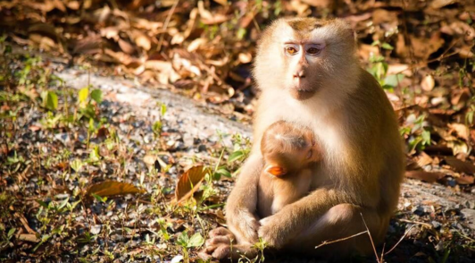 monkey with baby in nature
