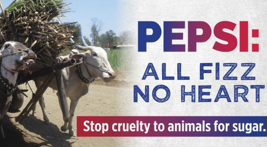bulls in India pulling heavy cart of sugarcane with the words Pepsi all fizz no heart