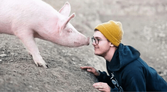 person looking into the face of a pig