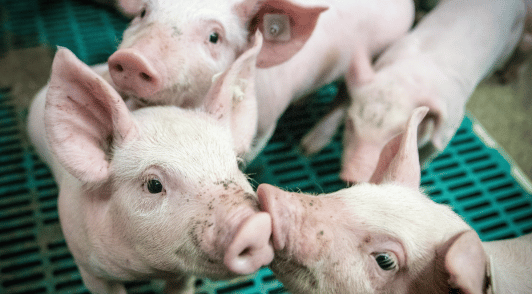 piglets on farm