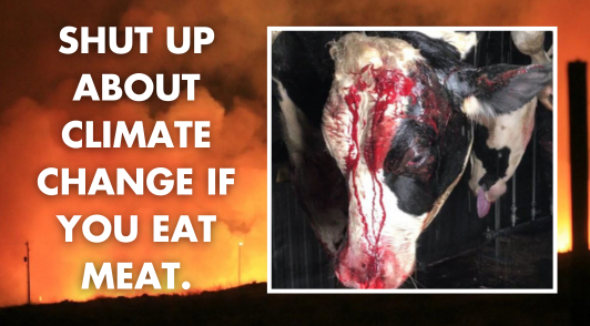 image of a wildfire next to an image of a bloody cow with the words shut up about climate change if you eat meat 