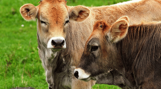 two cows outside in grass
