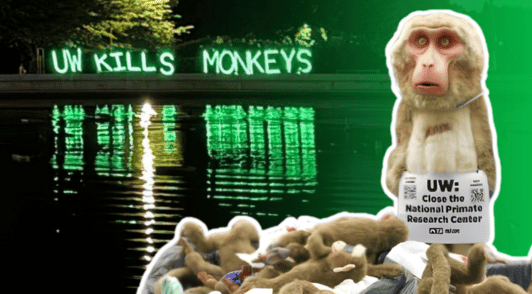 protest glowing sign reading UW killing monkeys next to image of someone dressed as a monkey with the sign UW close the national primate research center