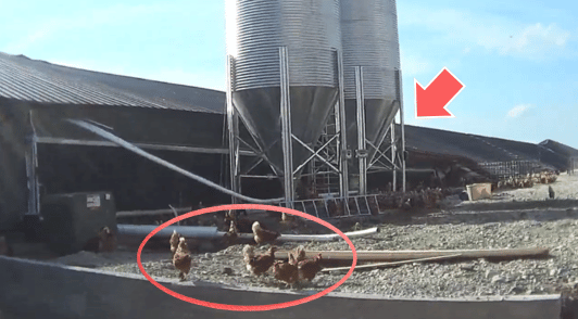 chickens outside collapsed shed