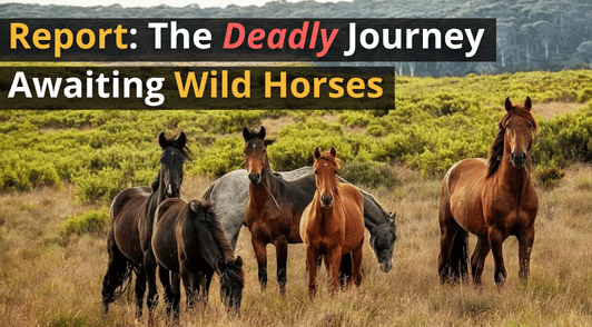 wild horses with the words report the deadly journey awaiting wild horses