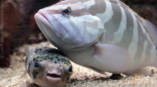 two fish next to each other