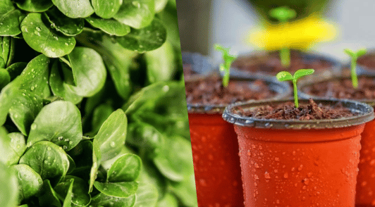 green plants and sprouts in planters
