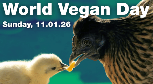 chicken and chick eating with the words world vegan day