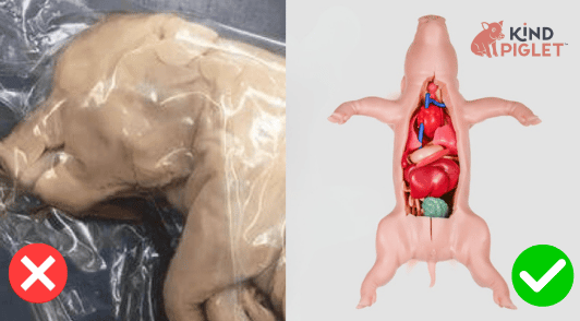 a real piglet killed for dissection next to an image of the kind piglet