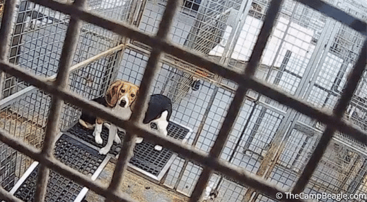 dogs in cage