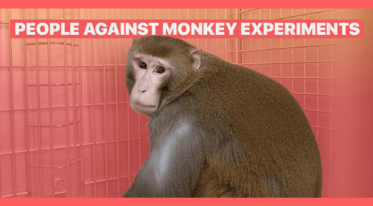primate Cornelius in lab with the words People Against Monkey Experiments