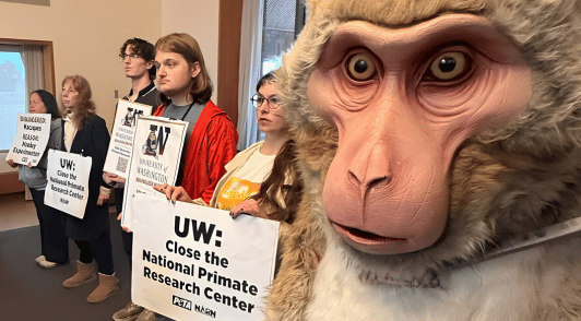 animal defenders at UW with someone dressed as a monkey