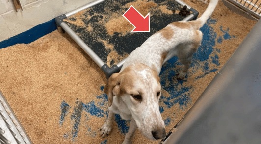 thin dog with a red arrow pointing to ribs