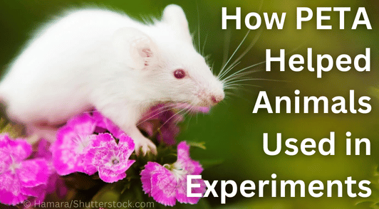 white mouse on flower with the words how peta helped animals used in experiments