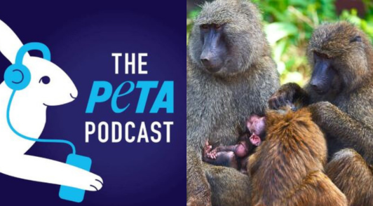 PETA podcast logo next to image of baboons