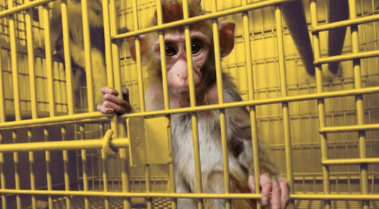 baby monkey inside laboratory cage holding the metal bars