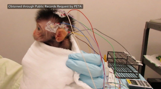 baby monkey with electrodes on their head