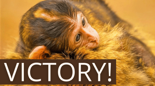 baby monkey with the word victory