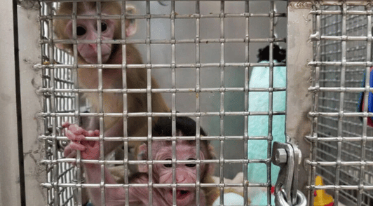 baby monkeys in metal cage